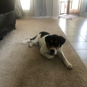 Meet your Posher, Lacy